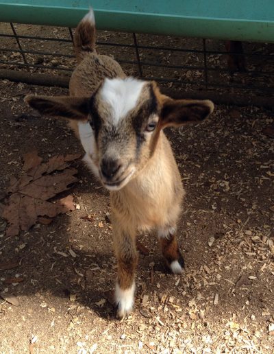 baby-goat