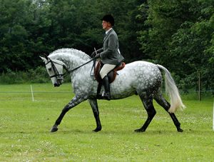 Richard Telford Clinic @ Easterton Farm Park