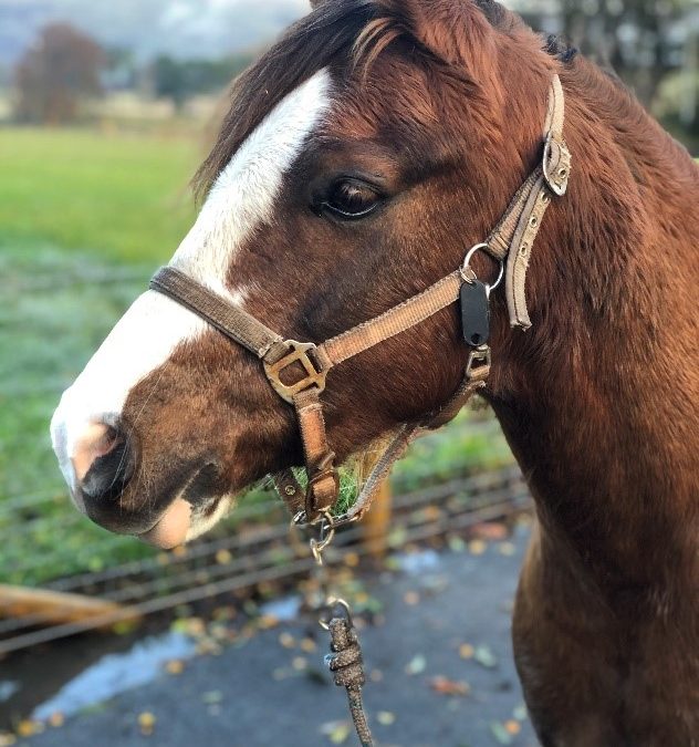 February and April Pony Fun Days